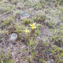 Diuris chryseopsis at Conder, ACT - 27 Sep 2021