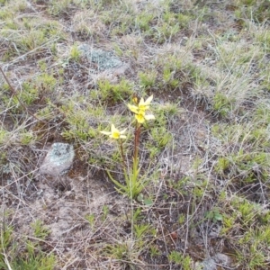 Diuris chryseopsis at Conder, ACT - 27 Sep 2021