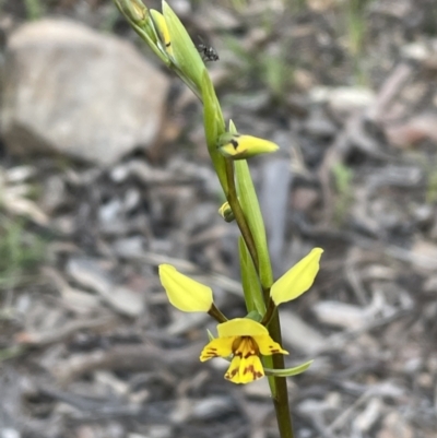 Diuris nigromontana (Black Mountain Leopard Orchid) at Bruce, ACT - 27 Sep 2021 by JVR