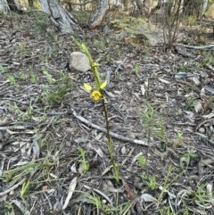 Diuris nigromontana at Point 751 - 27 Sep 2021