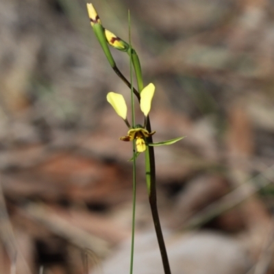 Diuris nigromontana (Black Mountain Leopard Orchid) at Cook, ACT - 26 Sep 2021 by Tammy
