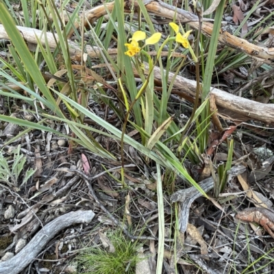 Diuris nigromontana (Black Mountain Leopard Orchid) at Gossan Hill - 27 Sep 2021 by JVR