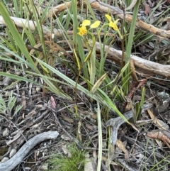 Diuris nigromontana (Black Mountain Leopard Orchid) at Bruce, ACT - 27 Sep 2021 by JVR