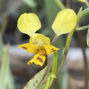 Diuris nigromontana at Bruce, ACT - 27 Sep 2021