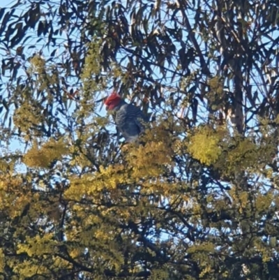 Callocephalon fimbriatum (Gang-gang Cockatoo) at O'Connor, ACT - 27 Sep 2021 by StephCJ