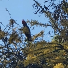 Callocephalon fimbriatum at O'Connor, ACT - 27 Sep 2021