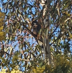 Callocephalon fimbriatum at O'Connor, ACT - suppressed