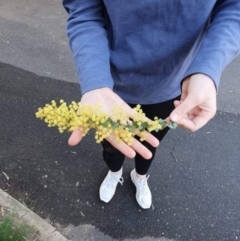 Callocephalon fimbriatum at O'Connor, ACT - suppressed