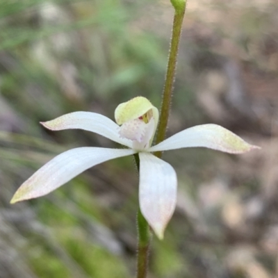 Caladenia ustulata (Brown Caps) at Black Mountain - 26 Sep 2021 by BronClarke