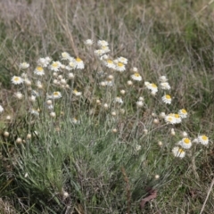 Leucochrysum albicans subsp. tricolor (Hoary Sunray) at Kama - 27 Sep 2021 by Tammy