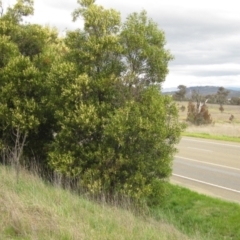 Acacia melanoxylon (Blackwood) at Holt, ACT - 12 Sep 2021 by pinnaCLE