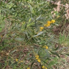 Daviesia mimosoides (Bitter Pea) at Holt, ACT - 12 Sep 2021 by pinnaCLE