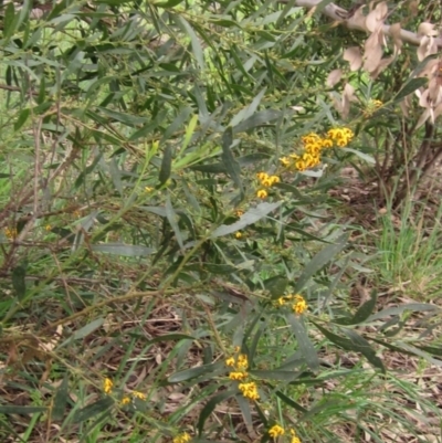 Daviesia mimosoides (Bitter Pea) at Holt, ACT - 12 Sep 2021 by pinnaCLE