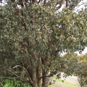 Eucalyptus polyanthemos at Hawker, ACT - 12 Sep 2021
