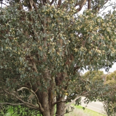 Eucalyptus polyanthemos (Red Box) at Holt, ACT - 12 Sep 2021 by pinnaCLE