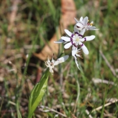 Wurmbea dioica subsp. dioica (Early Nancy) at Kama - 27 Sep 2021 by Tammy