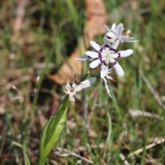 Wurmbea dioica subsp. dioica (Early Nancy) at Molonglo River Reserve - 27 Sep 2021 by Tammy