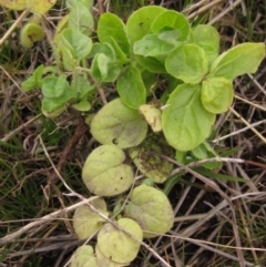 Kickxia elatine (Sharpleaf Cancerwort) at Holt, ACT - 12 Sep 2021 by pinnaCLE