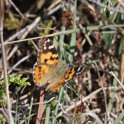 Vanessa kershawi (Australian Painted Lady) at Molonglo River Reserve - 27 Sep 2021 by Tammy