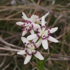 Wurmbea dioica subsp. dioica (Early Nancy) at Holt, ACT - 12 Sep 2021 by pinnaCLE