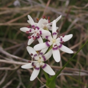 Wurmbea dioica subsp. dioica at Holt, ACT - 12 Sep 2021