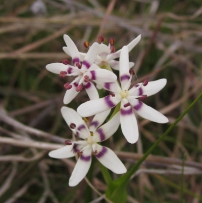 Wurmbea dioica subsp. dioica (Early Nancy) at The Pinnacle - 12 Sep 2021 by pinnaCLE