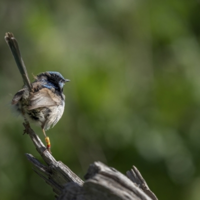 Malurus cyaneus (Superb Fairywren) at Mount Ainslie - 26 Sep 2021 by trevsci