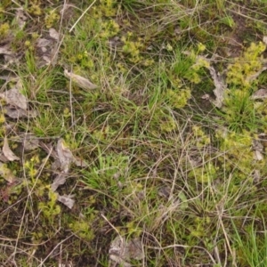 Drosera sp. at Holt, ACT - 12 Sep 2021