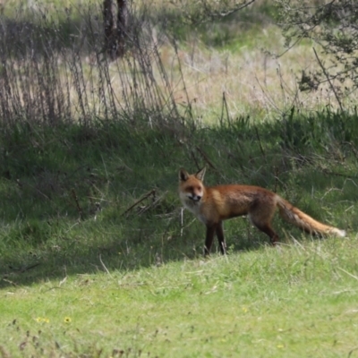 Vulpes vulpes (Red Fox) at Molonglo River Reserve - 27 Sep 2021 by Tammy