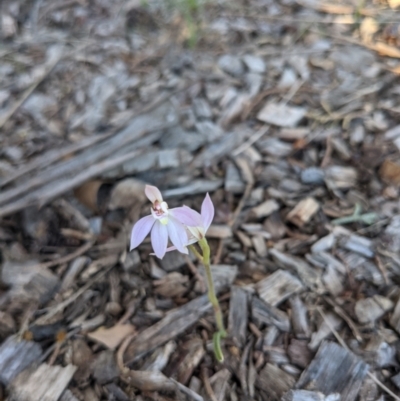 Caladenia carnea (Pink Fingers) at Hackett, ACT - 27 Sep 2021 by WalterEgo