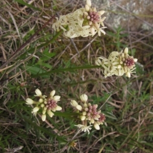 Stackhousia monogyna at Molonglo Valley, ACT - 12 Sep 2021 03:59 PM