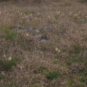 Stackhousia monogyna at Molonglo Valley, ACT - 12 Sep 2021