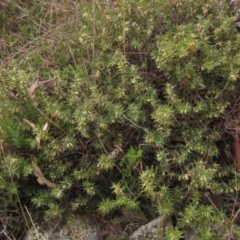 Melichrus urceolatus (Urn Heath) at Holt, ACT - 12 Sep 2021 by pinnaCLE
