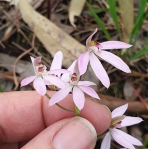 Caladenia carnea at Albury, NSW - suppressed