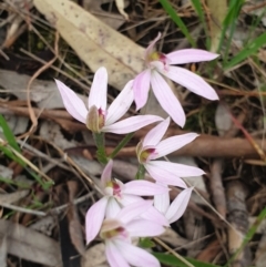 Caladenia carnea at Albury, NSW - suppressed