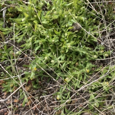 Triptilodiscus pygmaeus (Annual Daisy) at Black Flat at Corrowong - 26 Sep 2021 by BlackFlat