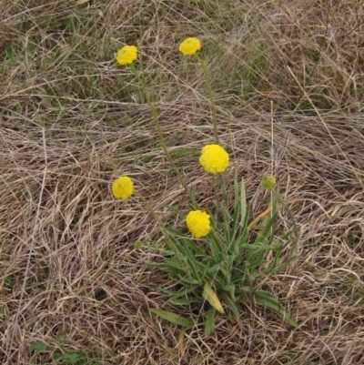 Craspedia variabilis (Common Billy Buttons) at Holt, ACT - 12 Sep 2021 by pinnaCLE