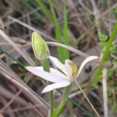 Caladenia carnea (Pink Fingers) at Albury - 24 Sep 2021 by ClaireSee