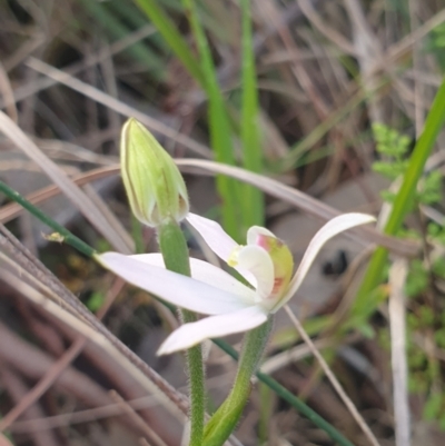 Caladenia carnea (Pink Fingers) at Albury - 24 Sep 2021 by ClaireSee