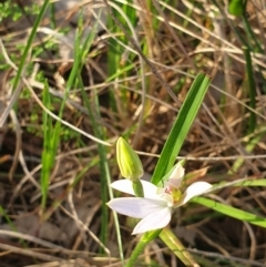 Caladenia carnea at Albury, NSW - suppressed