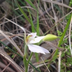 Caladenia carnea at Albury, NSW - suppressed