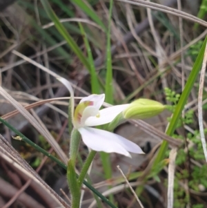 Caladenia carnea at Albury, NSW - suppressed