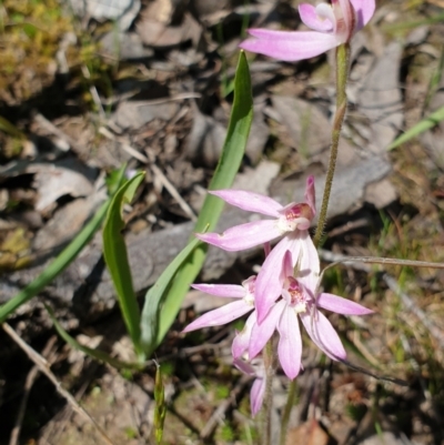 Caladenia carnea (Pink Fingers) at Jack Perry Reserve - 26 Sep 2021 by ClaireSee