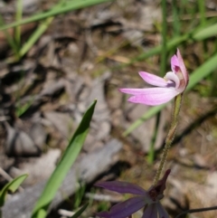 Caladenia carnea at Wodonga, VIC - suppressed