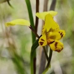Diuris nigromontana (Black Mountain Leopard Orchid) at ANBG South Annex - 27 Sep 2021 by RobG1