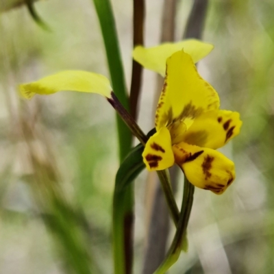 Diuris nigromontana (Black Mountain Leopard Orchid) at ANBG South Annex - 27 Sep 2021 by RobG1