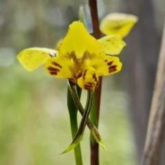 Diuris nigromontana at Acton, ACT - suppressed