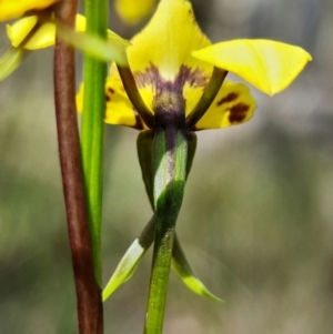 Diuris nigromontana at Acton, ACT - suppressed