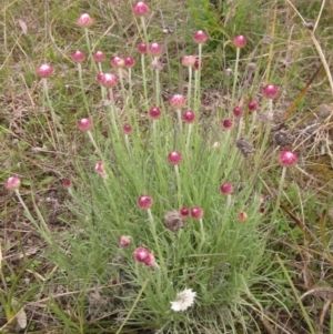 Leucochrysum albicans subsp. tricolor at Holt, ACT - 12 Sep 2021