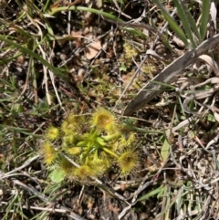 Drosera gunniana (Pale Sundew) at Tombong, NSW - 27 Sep 2021 by BlackFlat